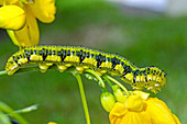 Orange-barred Sulphur caterpillar