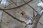 Eurasian Jay in Winter, Japan