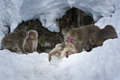 Snow Monkeys, Japan