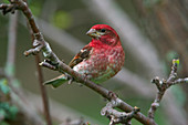 Purple Finch