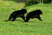 Young Black Bear Cubs