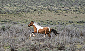 Pinto Horse, Colorado