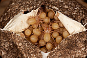 Tarantula Spiderlings