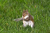 Squirrel Eating Maple Seed
