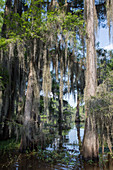 Caddo Lake Cypress Swamp