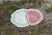 Christmas wreath lichen (C. rubrocincta)