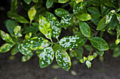 Powdery Mildew on Euonymus