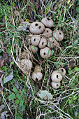 Common Puff-balls