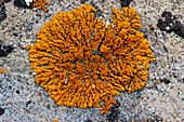 Firedot Lichen (Caloplaca sp.)