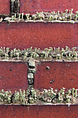 Pixie Cup Lichens on Brick Chimney