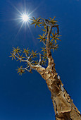 Quiver tree in the sun