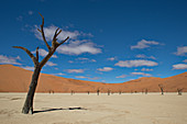 Dead acacia in Dead Vlei