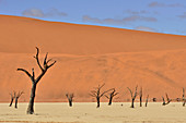 Dead acacia in Dead Vlei