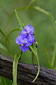 Spiderwort