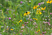 Black-eyed Susan