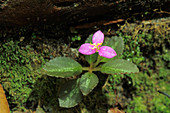 Sonerila calophylla flower