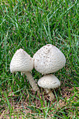 Thiers' lepidella mushrooms