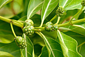 Immature Noni Fruit