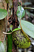 Nepenthes Pitcher Plant