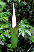 Amorphophallus Flower Sequence