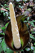 Amorphophallus Flower