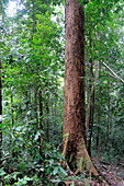 Large Dipterocarp Tree