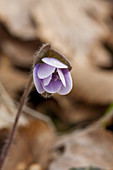 Round-lobed Hepatica