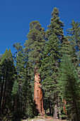 General Sherman Sequoia