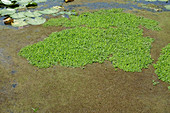 Water lettuce and water fern