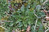 Common wintercress plant