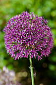 Ornamental Allium Flower