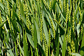 Wheat crop at stage 60