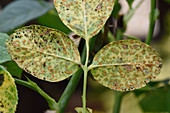 Rose rust pustules on lower leaf surface