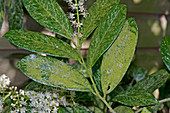 Algae on Laurel Foliage