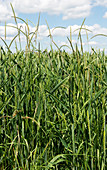 Blackgrass in Wheat