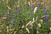 Tufted Vetch in Wheat