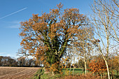 Oak Tree in Autumn