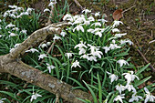 Naturalized Snowdrops