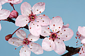 Cherry Plum Flowers