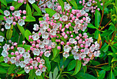 Mountain Laurel