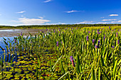 Freshwater Pond Littoral Zone Habitat