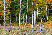 Beaver Pond Wetland