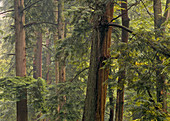 Eastern Hemlock Old Growth