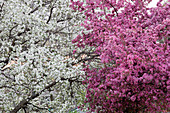 Bradford Pear and Crabapple Trees