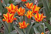 Monsella Tulips