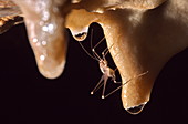 Cave Grasshopper
