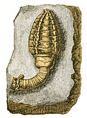 Devonian Crinoid, Illustration