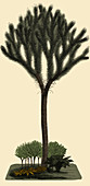 Lepidodendron Tree, Illustration