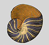Carboniferous Gastropod, Illustration