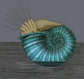 Jurassic Ammonite, Illustration